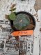 Lophophora williamsii 3-4 cm 4-5 years old - ownroot grow from seed