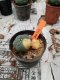 Lophophora williamsii 3-4 cm 4-5 years old - ownroot grow from seed