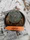 Lophophora williamsii 3-4 cm 4-5 years old - ownroot grow from seed