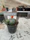 Lophophora williamsii 3-4 cm 4-5 years old - ownroot grow from seed