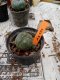 Lophophora williamsii 3-4 cm 4-5 years old - ownroot grow from seed