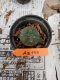 Lophophora williamsii 3-4 cm 4-5 years old - ownroot grow from seed