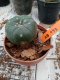 Lophophora williamsii 3-4 cm 4-5 years old - ownroot grow from seed