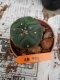 Lophophora williamsii 3-4 cm 4-5 years old - ownroot grow from seed