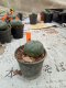 Lophophora williamsii 3-4 cm 4-5 years old - ownroot grow from seed