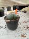 Lophophora williamsii 3-4 cm 4-5 years old - ownroot grow from seed