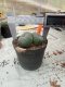 Lophophora williamsii 3-4 cm 4-5 years old - ownroot grow from seed