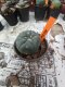 Lophophora williamsii 3-4 cm 4-5 years old - ownroot grow from seed