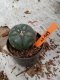 Lophophora williamsii 3-4 cm 4-5 years old - ownroot grow from seed