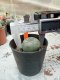 Lophophora williamsii 3-4 cm 4-5 years old - ownroot grow from seed