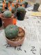 Lophophora williamsii 3-4 cm 4-5 years old - ownroot grow from seed