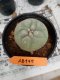 Lophophora williamsii 3-4 cm 4-5 years old - ownroot grow from seed