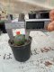 Lophophora williamsii 3-4 cm 4-5 years old - ownroot grow from seed