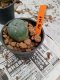 Lophophora williamsii 3-4 cm 4-5 years old - ownroot grow from seed