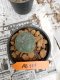 Lophophora williamsii 3-4 cm 4-5 years old - ownroot grow from seed