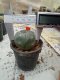 Lophophora williamsii 3-4 cm 4-5 years old - ownroot grow from seed