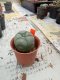 Lophophora williamsii 3-4 cm 4-5 years old - ownroot grow from seed