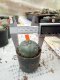 Lophophora williamsii 3-4 cm 4-5 years old - ownroot grow from seed