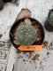 Lophophora williamsii 3-4 cm 4-5 years old - ownroot grow from seed