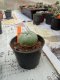 Lophophora williamsii 3-4 cm 4-5 years old - ownroot grow from seed