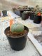 Lophophora williamsii 3-4 cm 4-5 years old - ownroot grow from seed