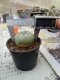 Lophophora williamsii 3-4 cm 4-5 years old - ownroot grow from seed