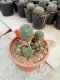 Lophophora williamsii 5-6 cm 4-5 years old - ownroot grow from seed