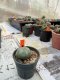 Lophophora williamsii 3-4 cm 4-5 years old - ownroot grow from seed