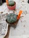 Lophophora williamsii 3-4 cm 4-5 years old - ownroot grow from seed