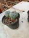 Lophophora williamsii size 4-5 cm 4-5 years old - ownroot grow from seed