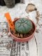 Lophophora williamsii 3-4 cm 4-5 years old - ownroot grow from seed