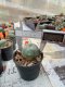 Lophophora williamsii 3-4 cm 4-5 years old - ownroot grow from seed