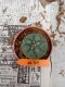 Lophophora williamsii 3-4 cm 4-5 years old - ownroot grow from seed