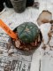 Lophophora williamsii 3-4 cm 4-5 years old - ownroot grow from seed