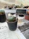 Lophophora williamsii 3-4 cm 4-5 years old - ownroot grow from seed