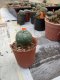 Lophophora williamsii 3-4 cm 4-5 years old - ownroot grow from seed