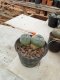 Lophophora williamsii size 4-5 cm 4-5 years old - ownroot grow from seed