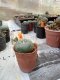 Lophophora williamsii 3-4 cm 4-5 years old - ownroot grow from seed