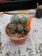 Lophophora williamsii 5-6 cm 4-5 years old - ownroot grow from seed