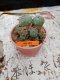 Lophophora williamsii 5-6 cm 4-5 years old - ownroot grow from seed