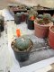 Lophophora williamsii 3-4 cm 4-5 years old - ownroot grow from seed