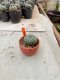 Lophophora williamsii 3-4 cm 4-5 years old - ownroot grow from seed