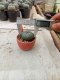 Lophophora williamsii 3-4 cm 4-5 years old - ownroot grow from seed