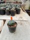 Lophophora williamsii 3-4 cm 4-5 years old - ownroot grow from seed