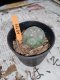 Lophophora williamsii size 3-4.5 cm 4-5 years old - ownroot grow from seed