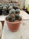 Lophophora williamsii 5-6 cm 4-5 years old - ownroot grow from seed