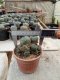 Lophophora williamsii 5-6 cm 4-5 years old - ownroot grow from seed