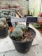 Lophophora williamsii size 4-5 cm 4-5 years old - ownroot grow from seed