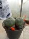 Lophophora williamsii size 4-5 cm 4-5 years old - ownroot grow from seed