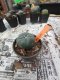 Lophophora williamsii 3-4 cm 4-5 years old - ownroot grow from seed